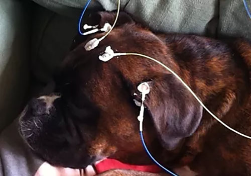 chien de race boxer, avec les capteurs pour la séance NeurOptimal®